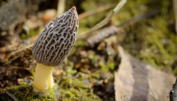 Первые строчки и сморчки появились в нацпарке "Лосиный остров"