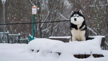 Синоптик Ильин рассказал, когда в Москве растает снег