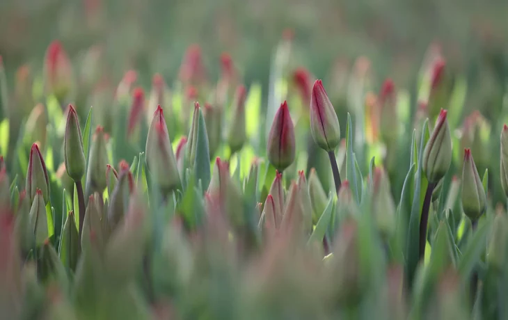 «Не критично»: Кунафин оценил влияние заморозков на цветение растений в Москве «Не критично»: Кунафин оценил влияние заморозков на цветение растений в Москве