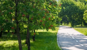 Дендрологи рассказали, какие деревья чаще всего высаживают в Москве