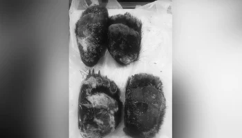 Лапы гималайского медведя обнаружили таможенники на судне из Кореи