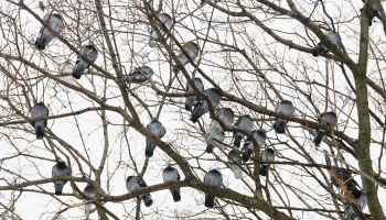 Синоптики Гидрометцентра рассказали о погоде в Москве в первые выходные декабря