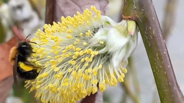 «Проснулся, милаха»: Московский зоопарк показал прилетевшего на территорию шмеля «Проснулся, милаха»: Московский зоопарк показал прилетевшего на территорию шмеля