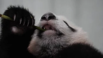 &laquo;Научилась у мамы&raquo;: в Московском зоопарке показали новые умения панды Катюши