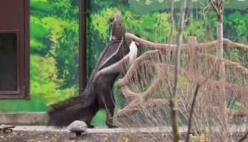 Муравьеды Диего и&nbsp;Белла из&nbsp;Московского зоопарка вышли на&nbsp;улицу