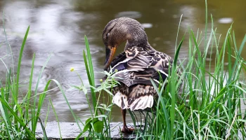 &laquo;Утки плыли по тротуарам&raquo;: река Яуза вышла из берегов из-за сильного ливня в столице