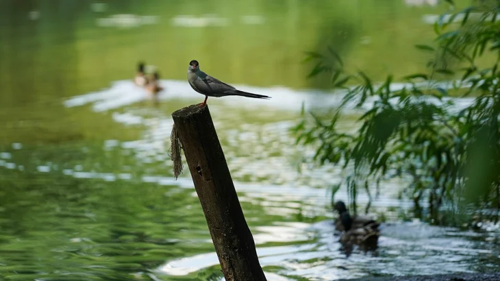 Роспотребнадзор составил список зон, где можно купаться и отдыхать летом в Москве Роспотребнадзор составил список зон, где можно купаться и отдыхать летом в Москве