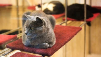 "Мосбилет" рассказал о премьерах и новых артистах Театра кошек Куклачева