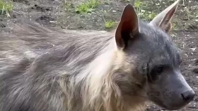 «Занятие медитативное»: в Московском зоопарке показали кормление гиены мясом «Занятие медитативное»: в Московском зоопарке показали кормление гиены мясом