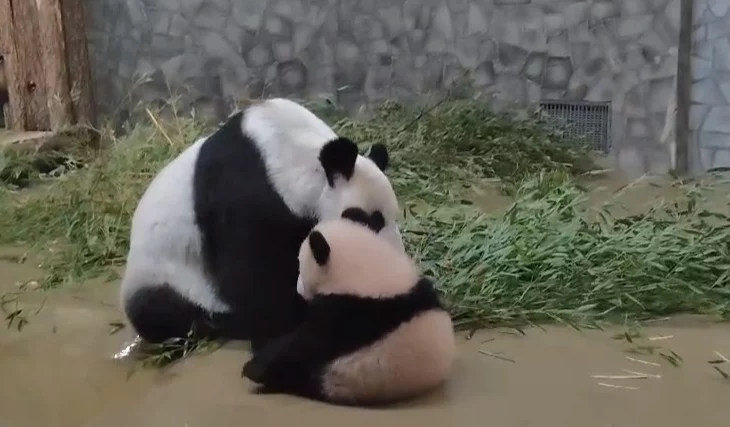 «По плану игры»: Московский зоопарк показал идеальный день панды Катюши «По плану игры»: Московский зоопарк показал идеальный день панды Катюши