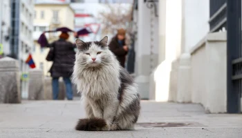 Возможны заморозки: какой будет погода в Москве на следующей неделе