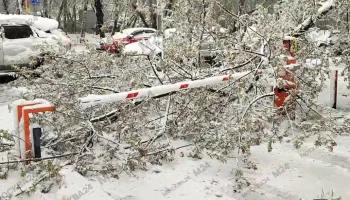 Сильный ветер повалил свыше 110 деревьев в Москве