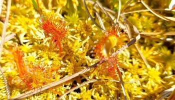 Краснокнижное насекомоядное растение зацвело в Москве