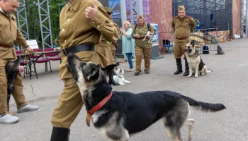 Около 2 тысяч человек посетили семейный фестиваль Музея Победы &laquo;День фронтовой собаки&raquo;