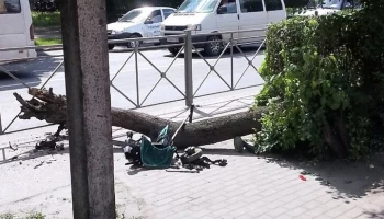Дерево упало на коляску с двухлетним ребенком в Черняховске