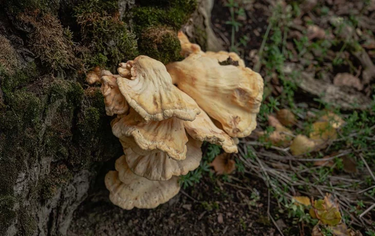 Жителям Подмосковья рассказали о старте грибного сезона Жителям Подмосковья рассказали о старте грибного сезона