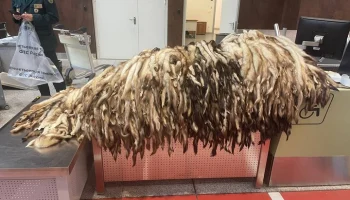 В Шереметьево таможенники изъяли у иностранца более 900 шкур хорька