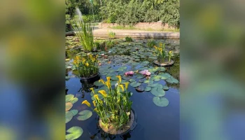 Африканские зантедескии расцвели в "Аптекарском огороде" в Москве