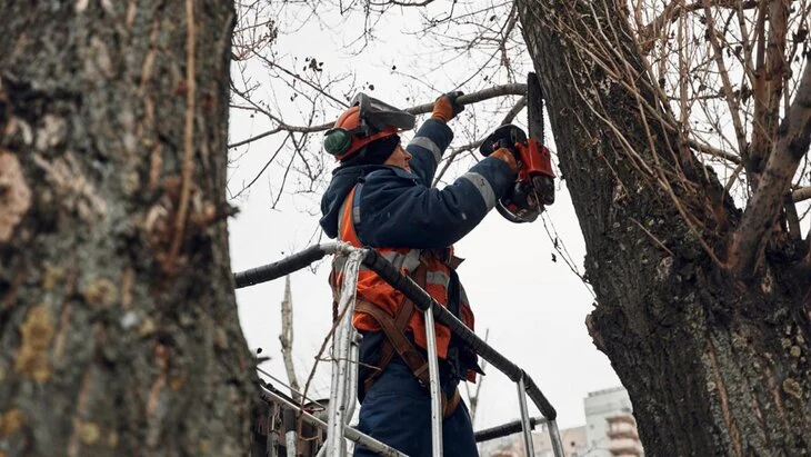 В Москве приступили к омолаживающей и формовочной обрезке деревьев В Москве приступили к омолаживающей и формовочной обрезке деревьев