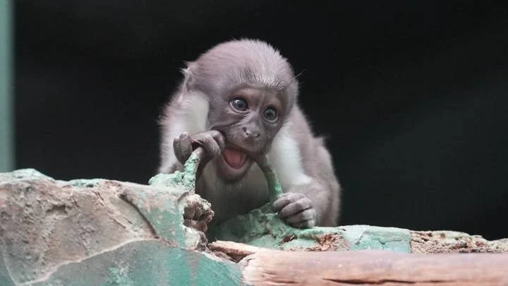 Собянин: Около 600 детенышей появились на свет в Московском зоопарке в 2025 году