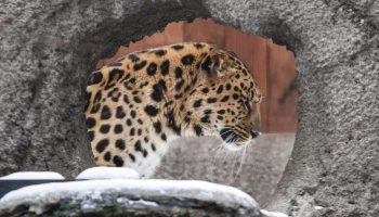 &laquo;Возвышается над всеми&raquo;: Московский зоопарк показал место отдыха леопарда Мизера