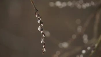 Метеоролог Позднякова рассказала о погоде в Москве в Вербное воскресенье