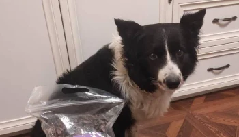 Shot: Мужчине, похищавшему собак в Москве, грозит до 7,5 года колонии