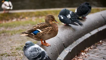 Синоптики сообщили о теплой и сухой погоде в Москве 1 декабря