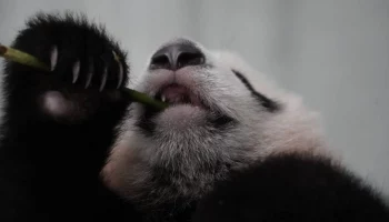 &laquo;Катюшин расколбас&raquo;: Московский зоопарк показал реакцию малышки-панды на подарки