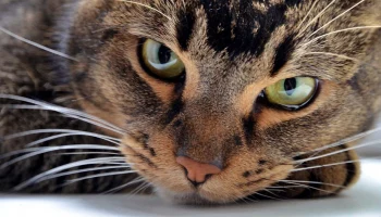 Застрявшего в сливной решетке кота спасли в ТиНАО