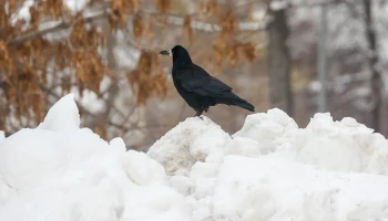 Минувшая ночь в Москве стала самой холодной за последние две недели