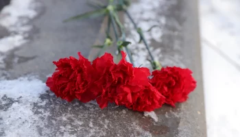 К 8 марта не наладится: в России ожидается дефицит и подорожание гвоздик