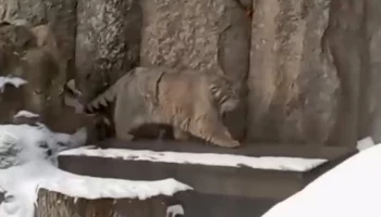 «Умеет порадовать»: Московский зоопарк показал долгую прогулку манула Тимофея