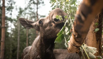 Москва использует современные технологии для заботы о популяции лосей