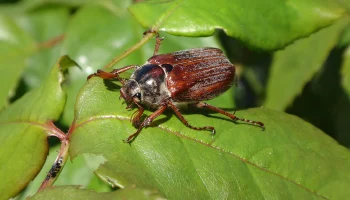 Червей и жуков официально внесли в перечень пищевых продуктов в ЕС