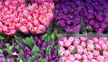 Цветочную инсталляцию установили в преддверии 8 Марта в ММКЦ &laquo;Коммунарка&raquo;