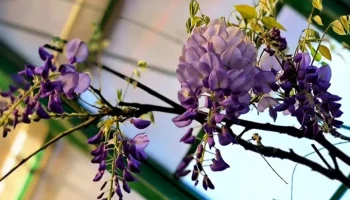 Экзотическая глициния распустилась в "Аптекарском огороде" Экзотическая глициния распустилась в "Аптекарском огороде"