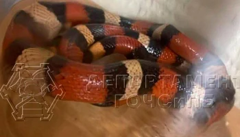 Столичные спасатели поймали змею в лифте жилого дома в Черемушках