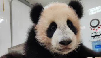 &laquo;То ли еда, то ли игрушка&raquo;: Катюша не разобралась, что делать с бамбуком