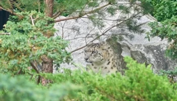 Новый вольер для снежных барсов открылся в Московском зоопарке