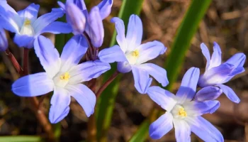 Сергунина: более 300 видов цветов будет радовать гостей ВДНХ в этом году