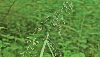 На природных территориях Москвы начали цвести редкие виды злаков