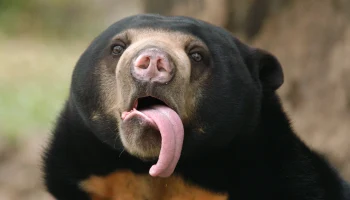 Зрителей эфиров Московского зоопарка ждет викторина о малайских медведях