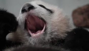 &laquo;Пытается жевать&raquo;: в Московском зоопарке показали молочные зубы малышки-панды