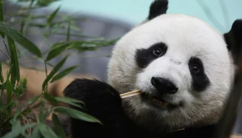 &laquo;Что-то невозможно милое&raquo;: Московский зоопарк показал, как панда спит с мамой