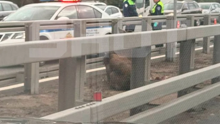 Shot: Раненый лось застрял в отбойнике посреди Киевского шоссе в Москве Shot: Раненый лось застрял в отбойнике посреди Киевского шоссе в Москве