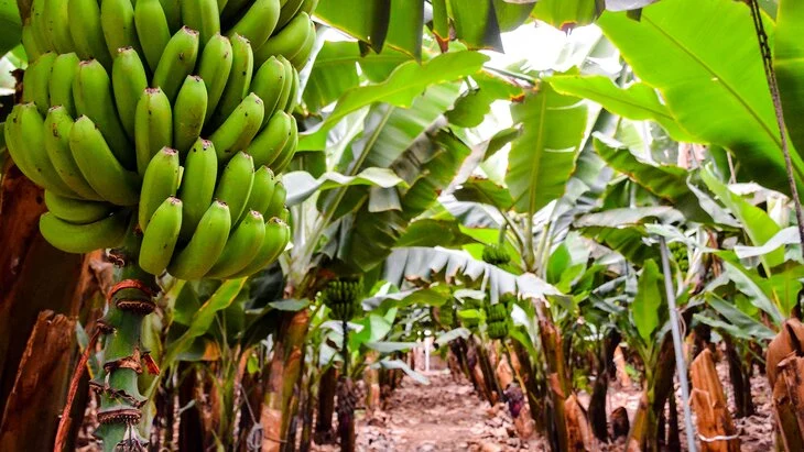 В России началось строительство первых теплиц для бананов