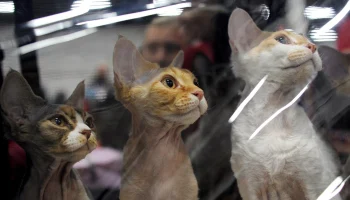 Выставка лучших собак и кошек России пройдет в Москве