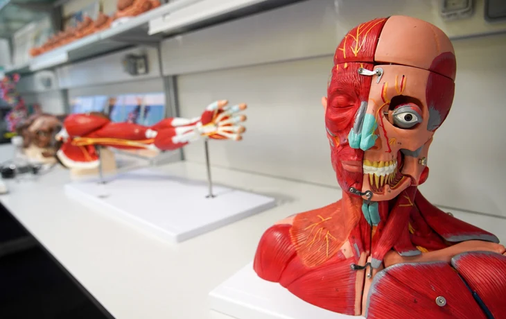 Лекция об анатомии человека и экскурсия в Доме Гоголя: куда сходить в Москве на выходных