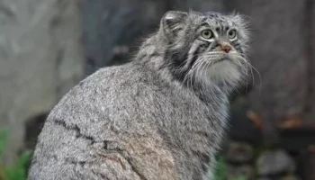 Манул Тимофей из Московского зоопарка набрал 5,9 килограмма перед зимой (видео)